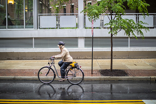 penn staff member biking to work